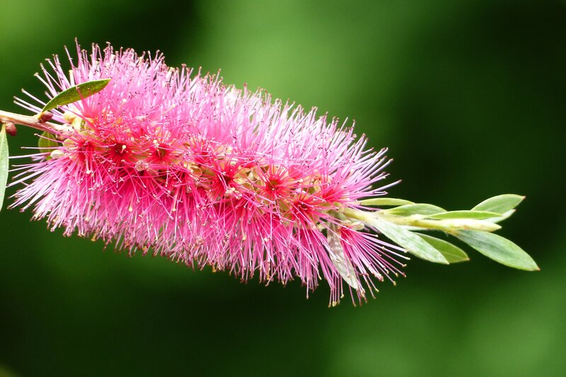 Pink bottlebrush flower