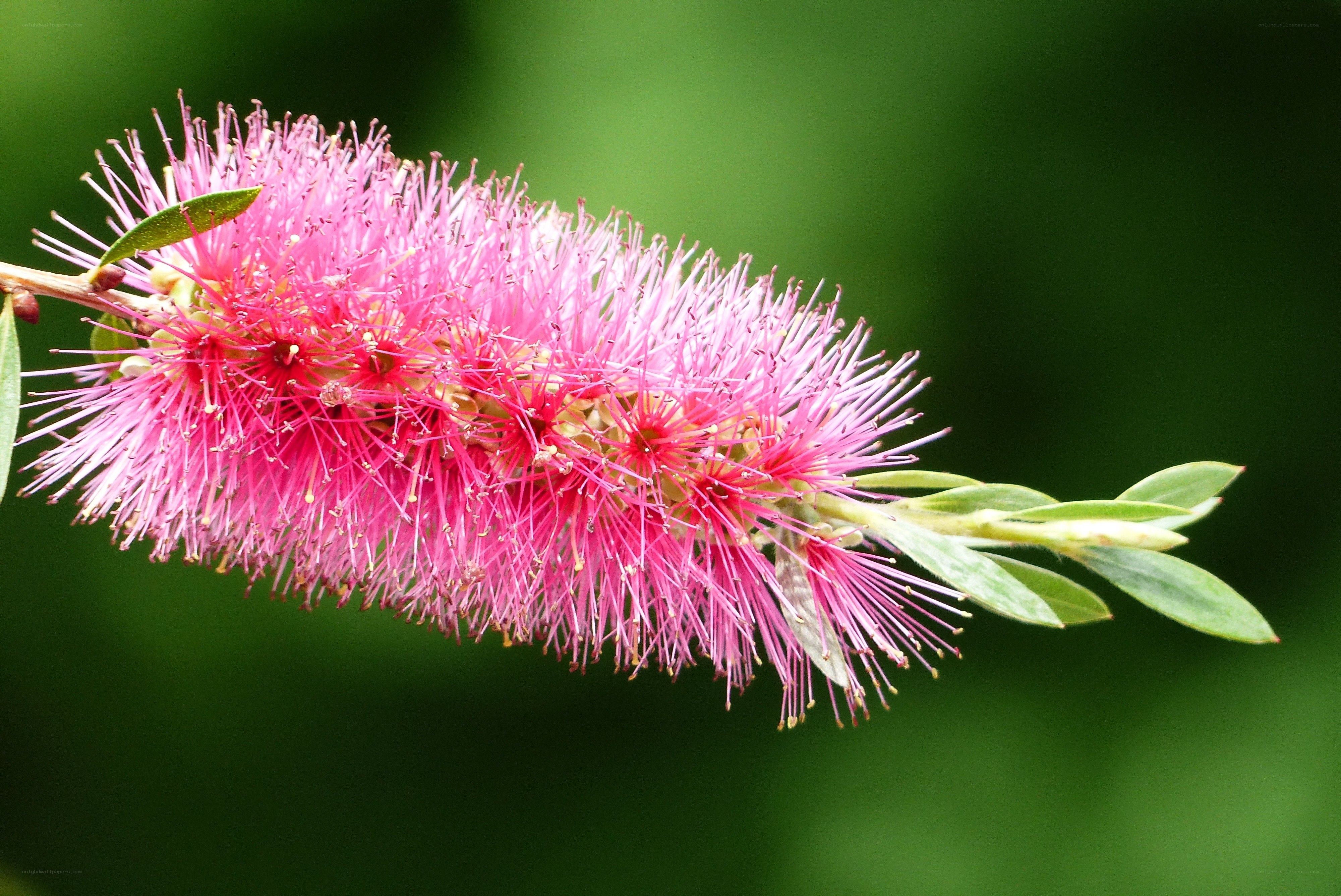Pink bottlebrush flower