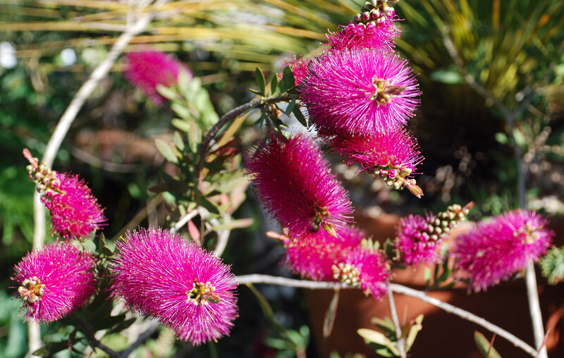 Pink Bottlebrush Flowers — Magenta