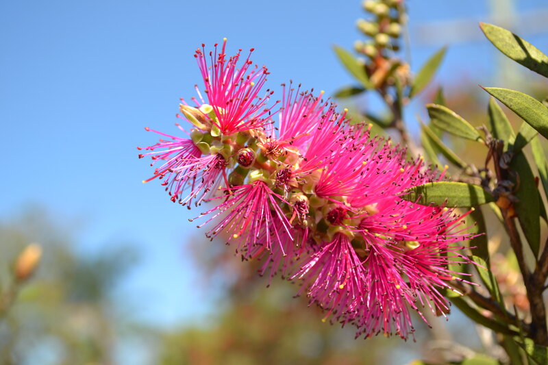 Pink Bottlebrush Flowers — Serene