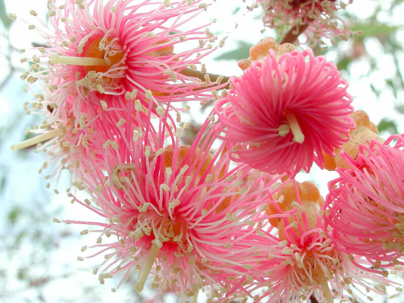 Pink Bottlebrush Flowers