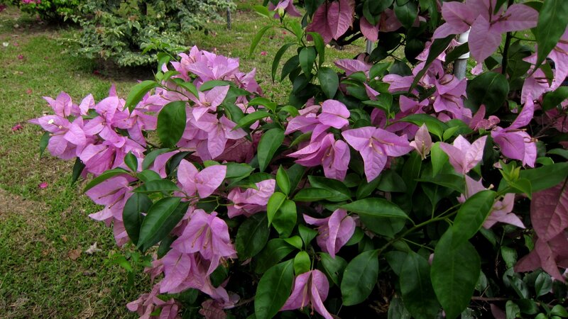 Pink Bougainvillea Bush — Calm