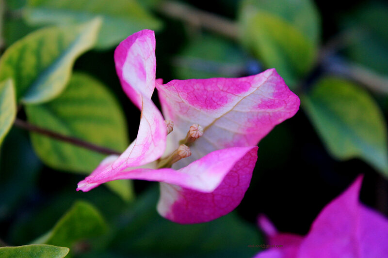 Pink Bougainvillea Flower — Calm