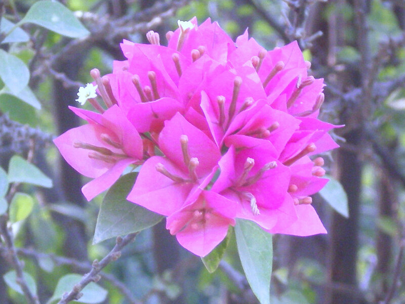 Pink bougainvillea flower cluster