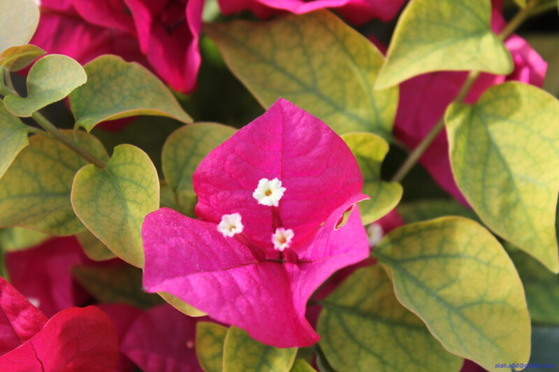 Pink Bougainvillea Flower — Magenta