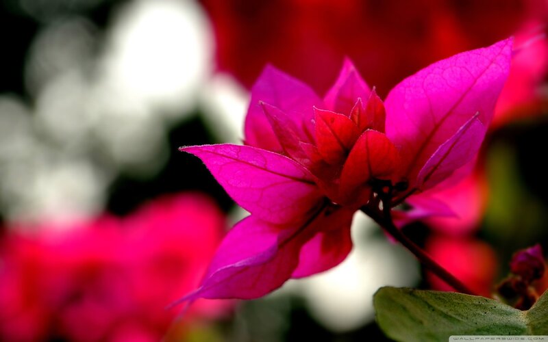 Pink Bougainvillea Flower — Magenta, Vibrant