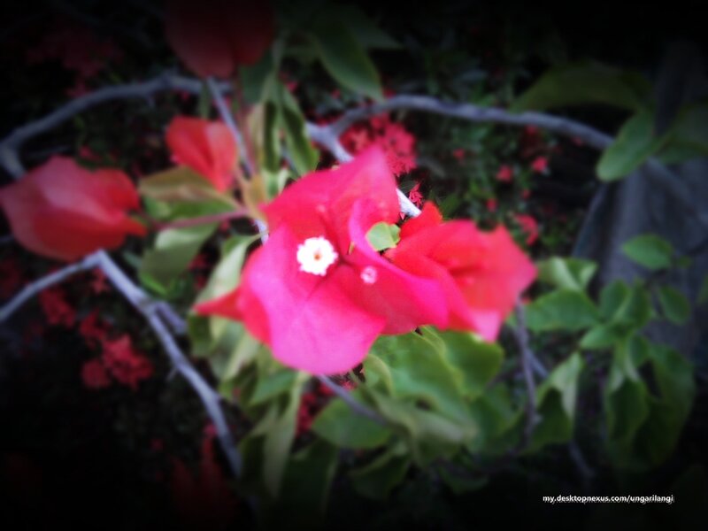 Pink Bougainvillea Flower — Red