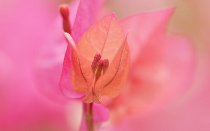 Pink Bougainvillea Flower — Serene, Afternoon, Photograph