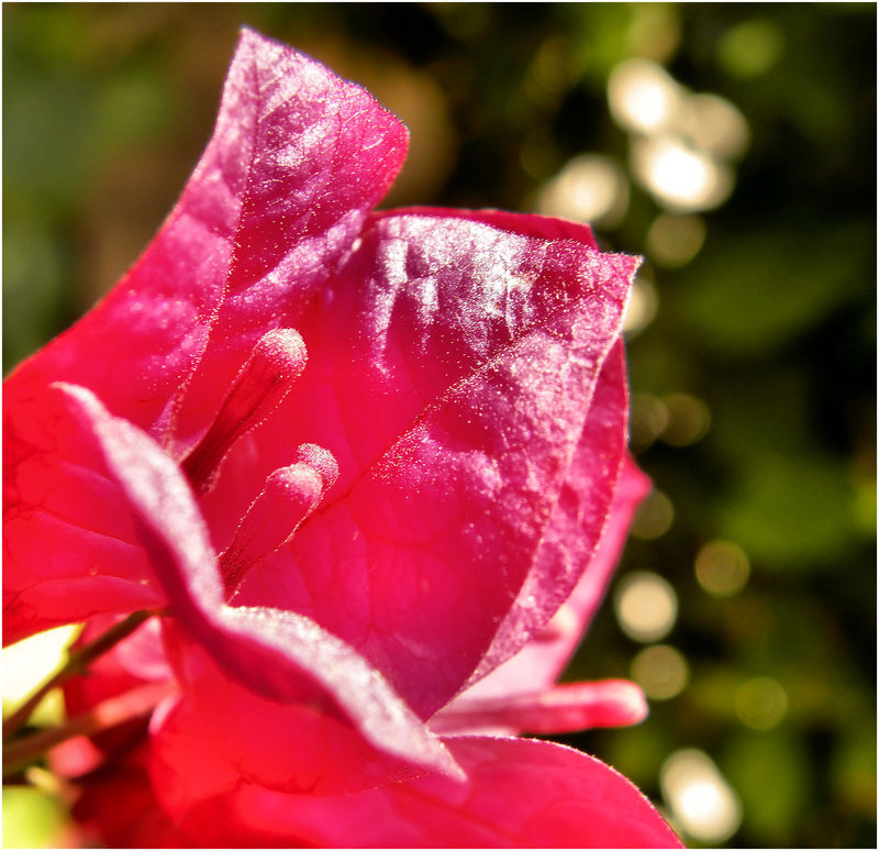 Pink Bougainvillea Flower — Serene
