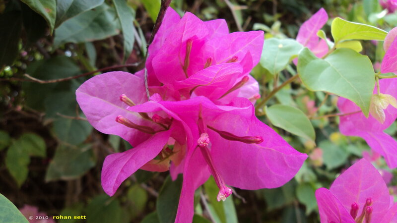 Pink Bougainvillea Flower — Vibrant
