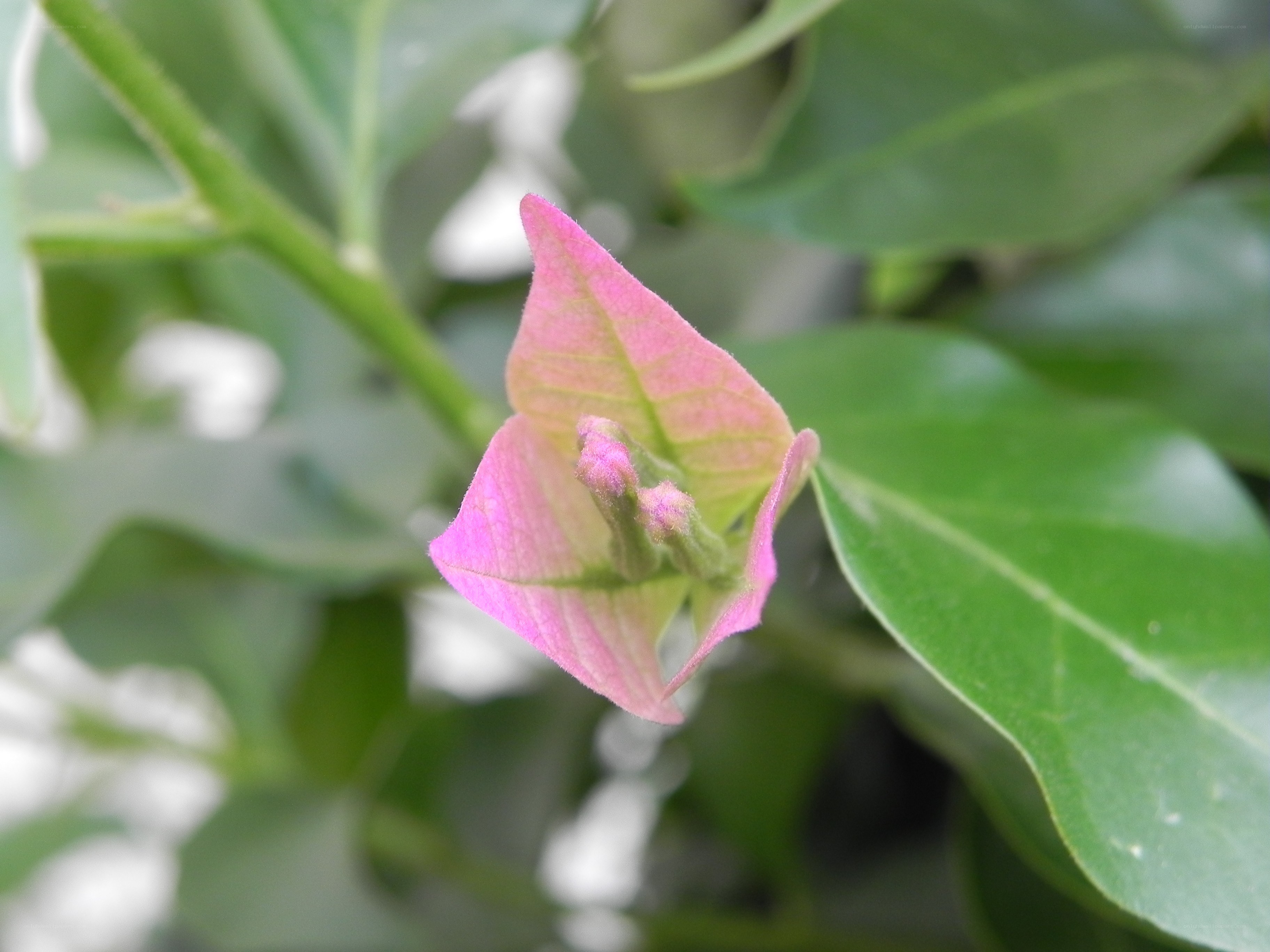 pink bougainvillea flower