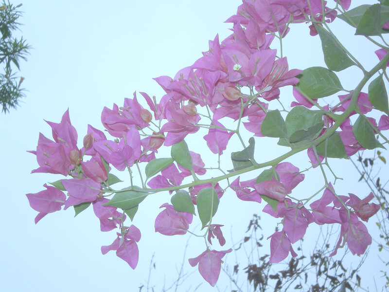 pink bougainvillea flowers