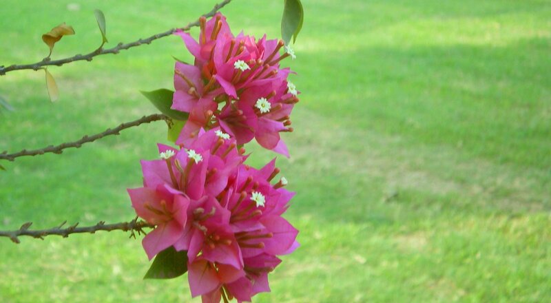 Pink bougainvillea flowers
