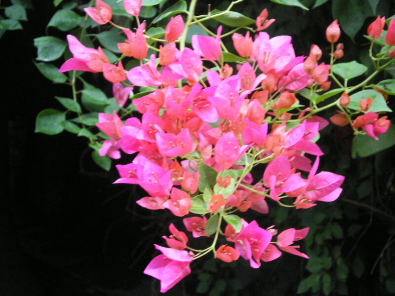 Pink bougainvillea flowers