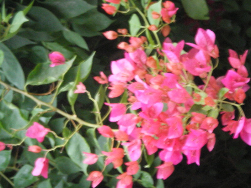 pink bougainvillea flowers