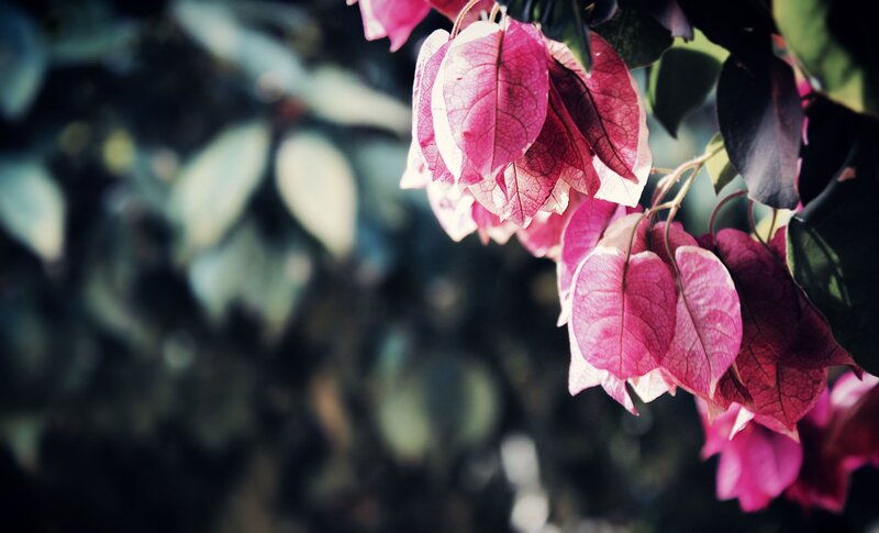 Pink bougainvillea flowers