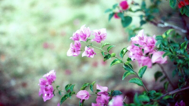 pink bougainvillea flowers
