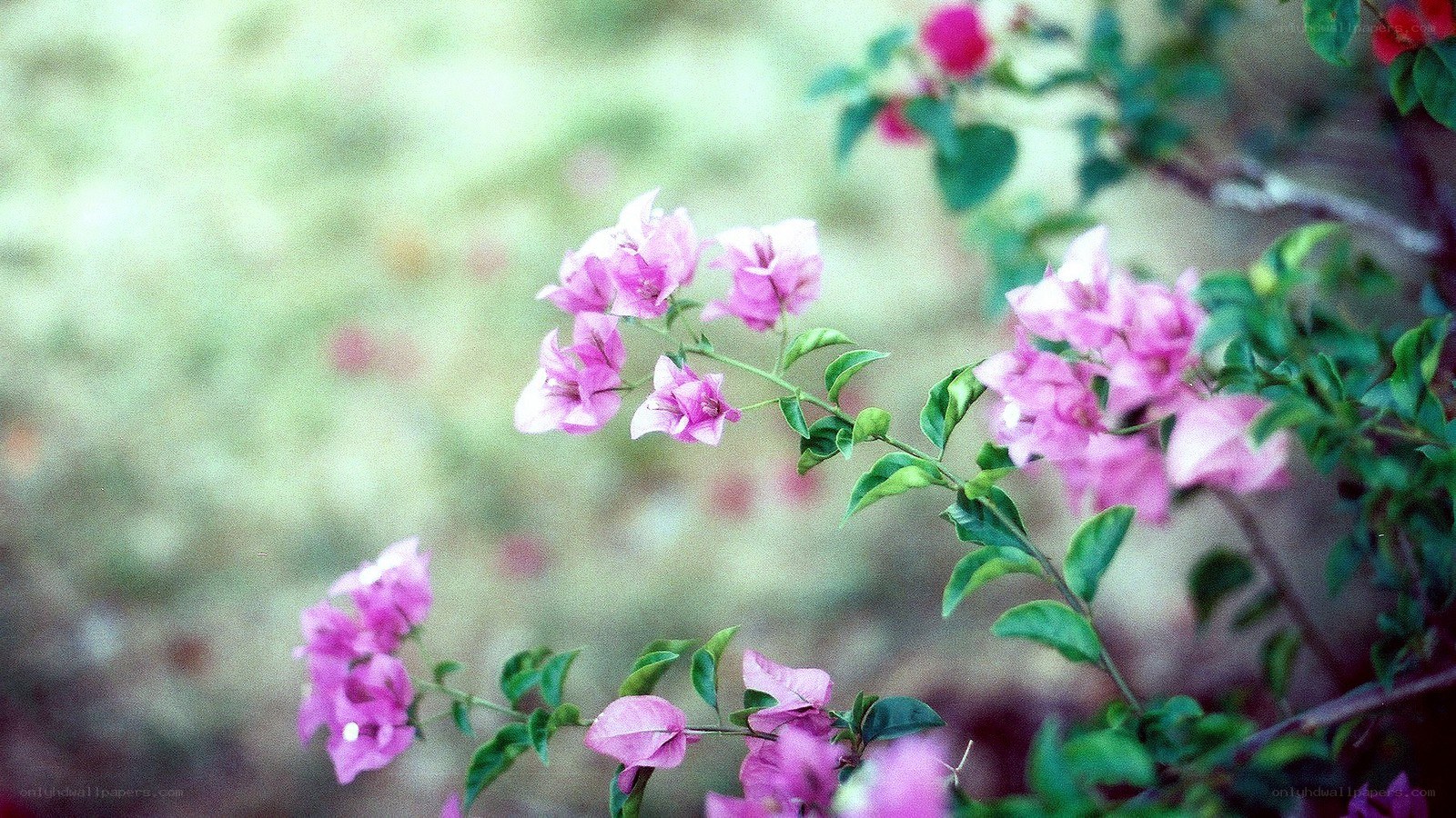pink bougainvillea flowers