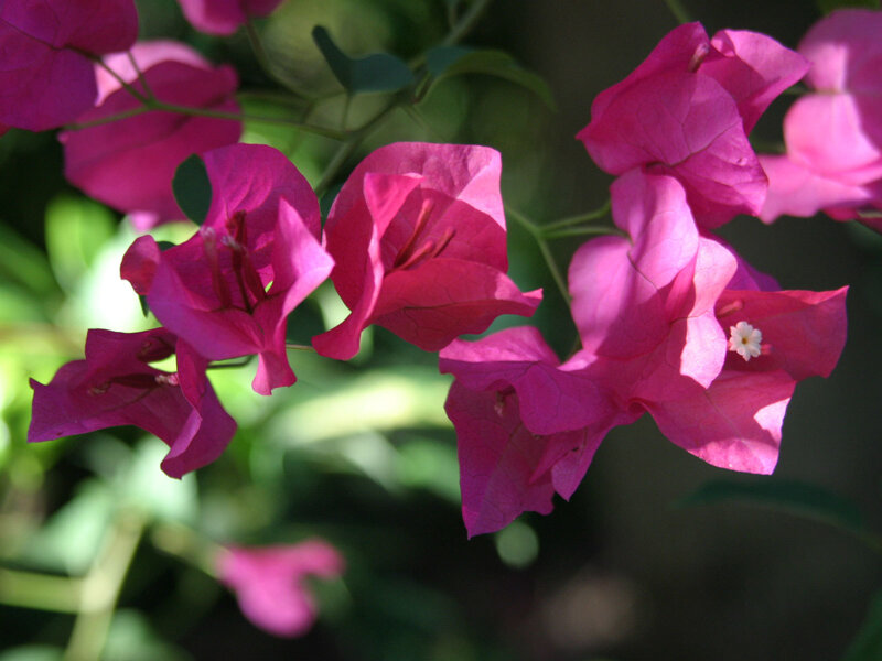 Pink bougainvillea flowers