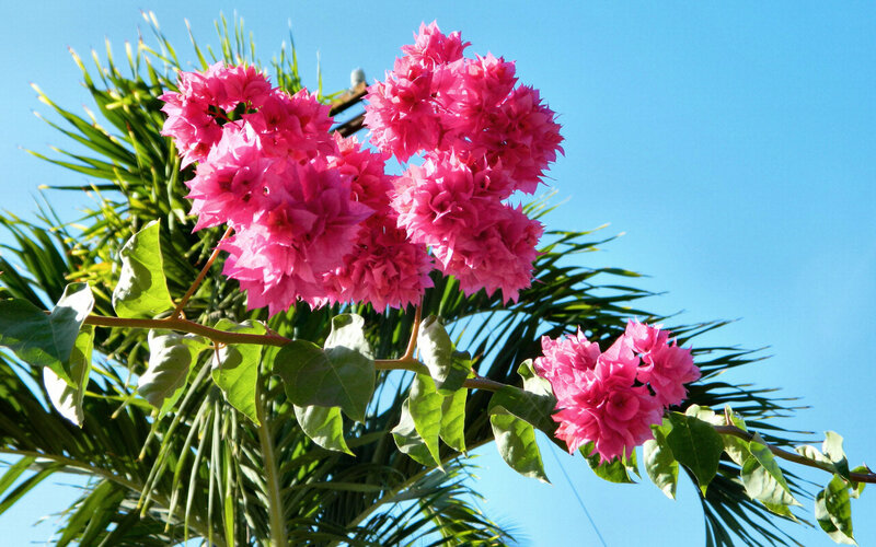 Pink Bougainvillea Flowers — Bright, Afternoon, Photograph