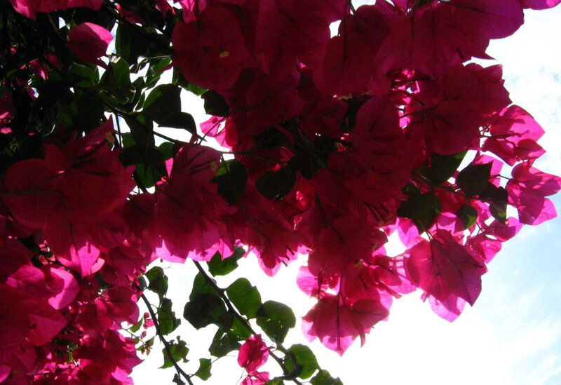Pink Bougainvillea Flowers — Bright, Afternoon
