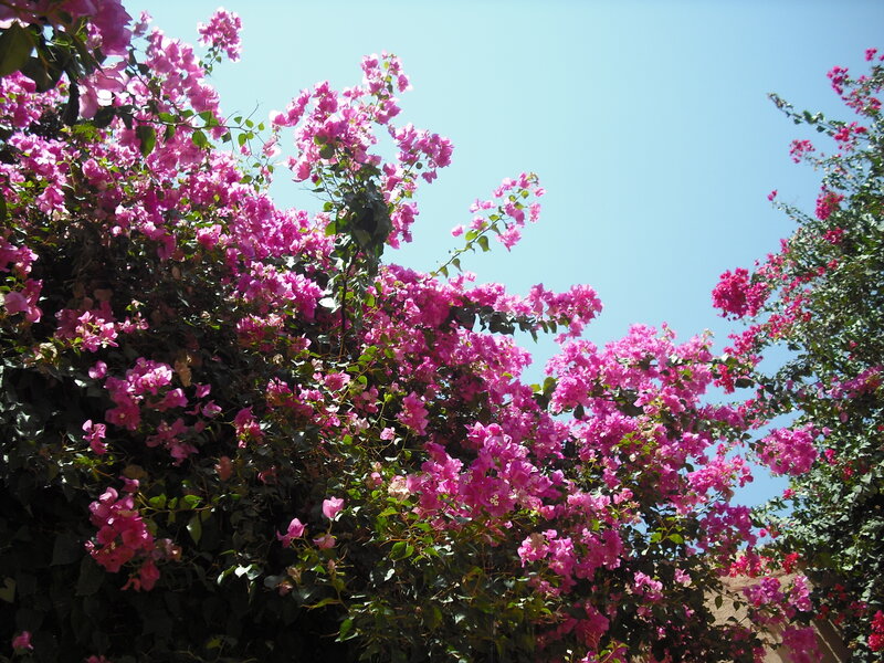 Pink Bougainvillea Flowers — Bright