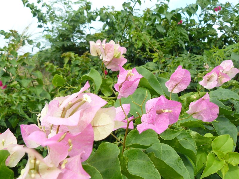 Pink Bougainvillea Flowers — Calm, Afternoon, Photograph, Green Leaves, Bush