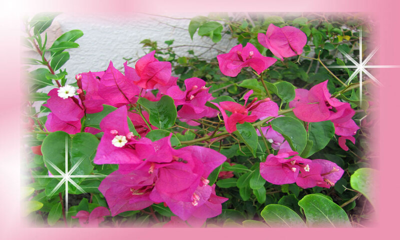 Pink Bougainvillea Flowers — Calm, Afternoon, Photograph