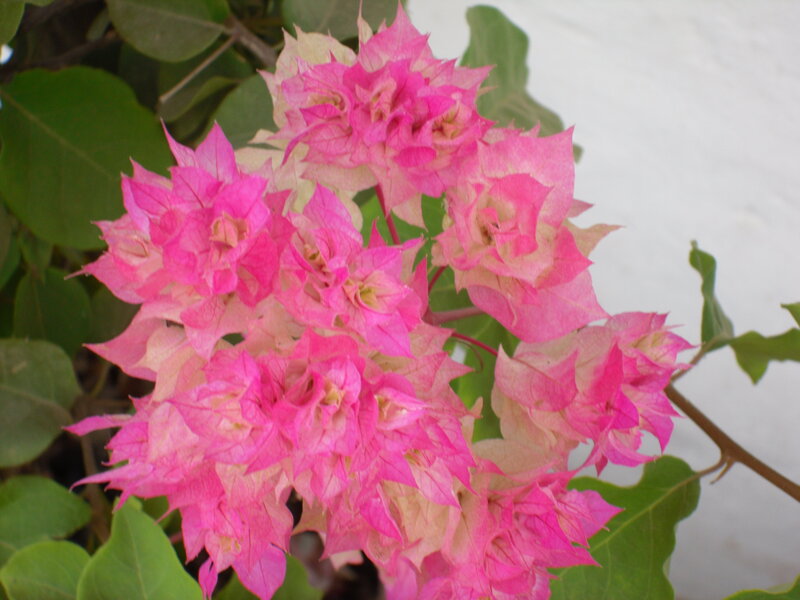Pink Bougainvillea Flowers — Calm, Afternoon