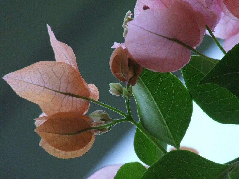 Pink Bougainvillea Flowers — Calm, Photograph, Leaves, Buds