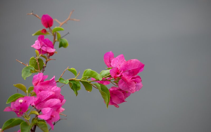 Pink Bougainvillea Flowers — Calm, Photograph, Leaves