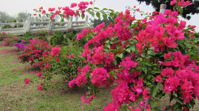 Pink Bougainvillea Flowers — Calm, Spring