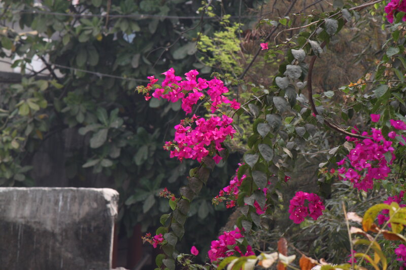 Pink Bougainvillea Flowers — Calm