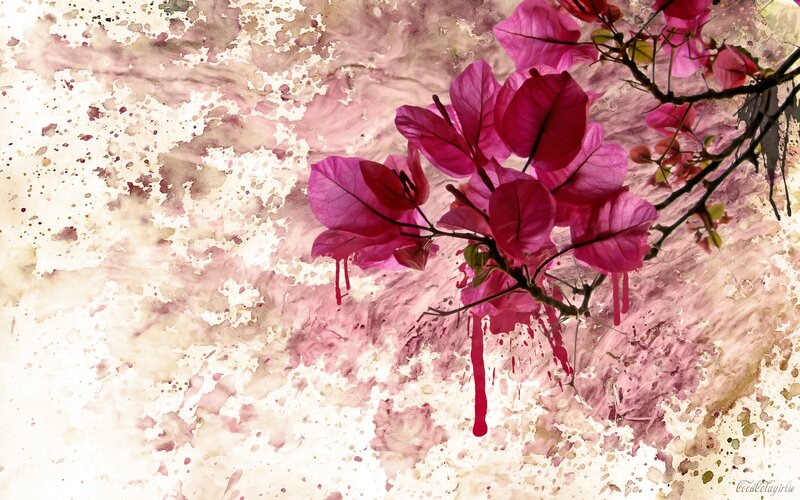 Pink Bougainvillea Flowers — Dramatic, Digital Art, Branch