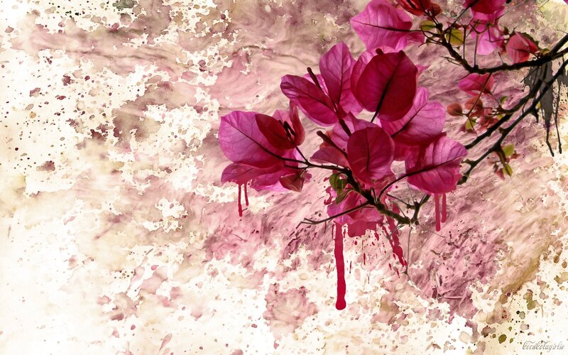 Pink Bougainvillea Flowers — Dramatic, Digital Art