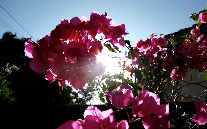 Pink Bougainvillea Flowers — Dramatic