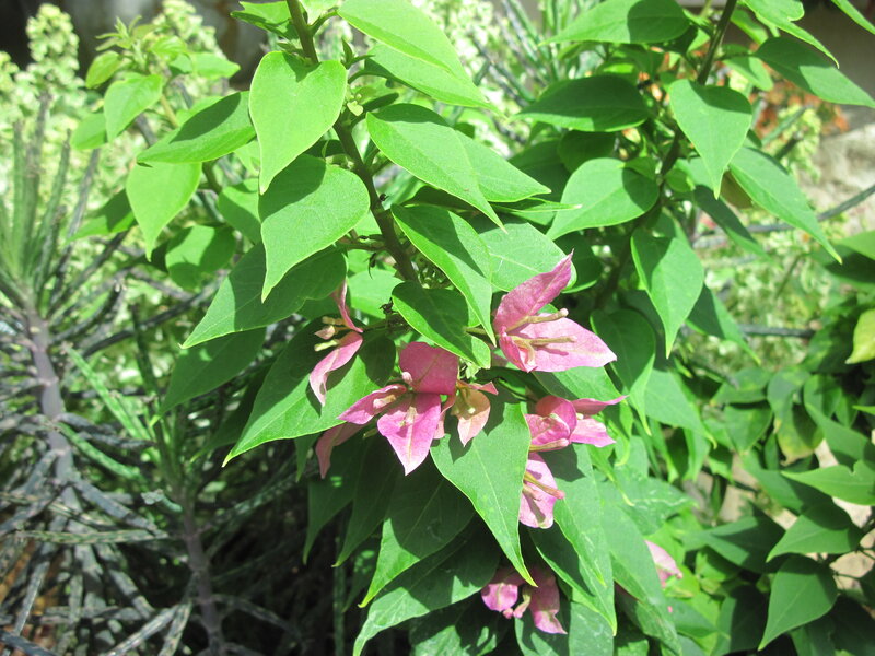 Pink Bougainvillea Flowers — Green, Serene, Afternoon