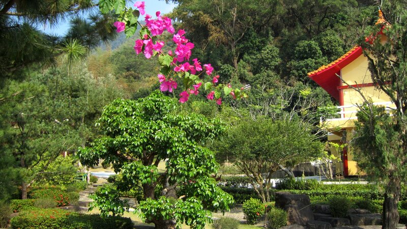 Pink Bougainvillea Flowers — Green, Serene