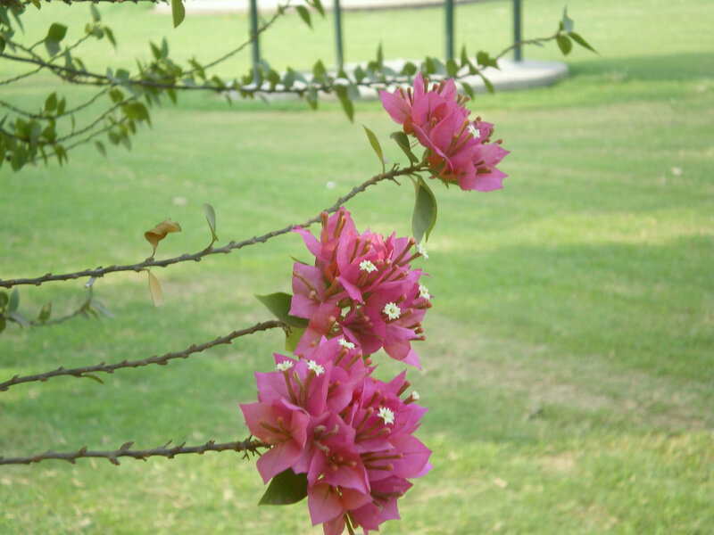 Pink bougainvillea flowers in a park