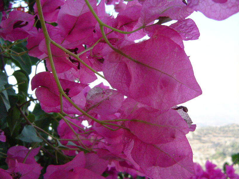 Pink Bougainvillea Flowers — Magenta, Calm
