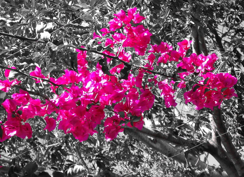 Pink Bougainvillea Flowers — Magenta, Dramatic
