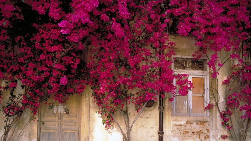 Pink Bougainvillea Flowers — Magenta, Serene, Afternoon