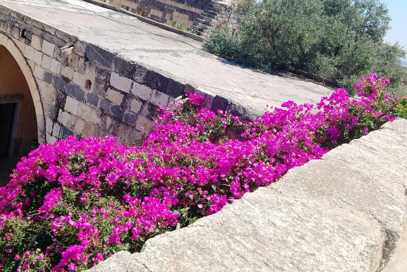 Pink Bougainvillea Flowers — Magenta, Serene