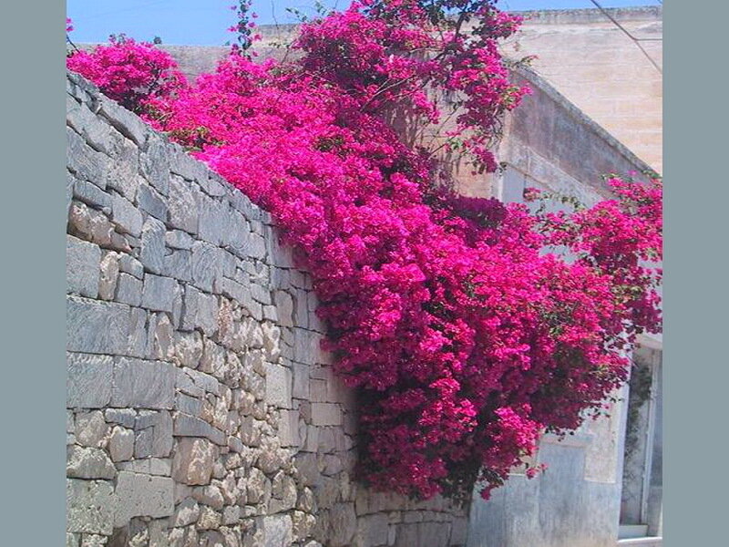 Pink Bougainvillea Flowers — Magenta