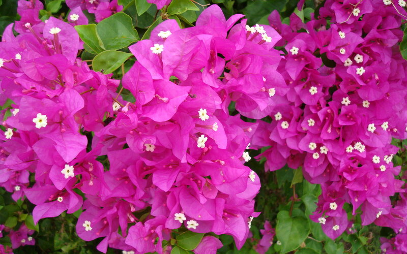 Pink Bougainvillea Flowers — Magenta, Vibrant, Afternoon