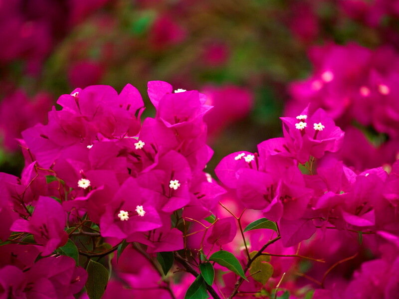 Pink Bougainvillea Flowers — Magenta, Vibrant