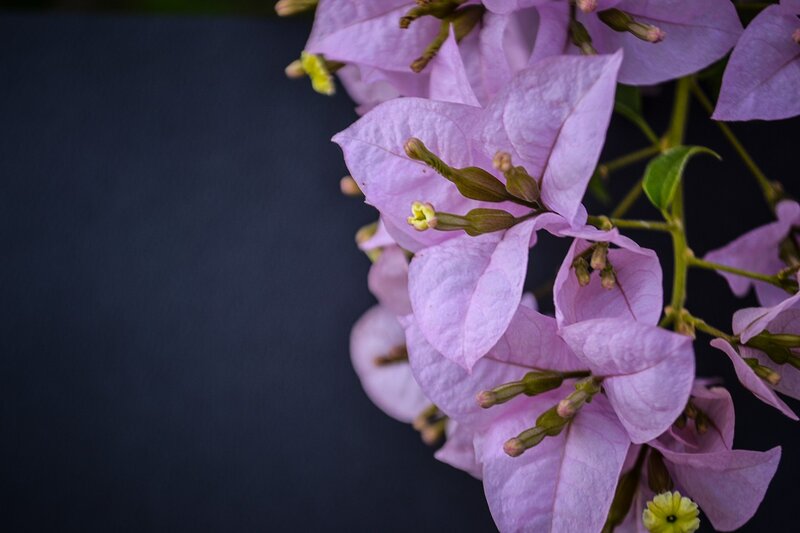 Pink Bougainvillea Flowers — Purple, Dramatic