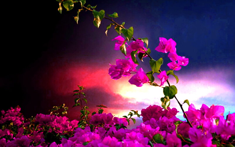 Pink Bougainvillea Flowers — Purple