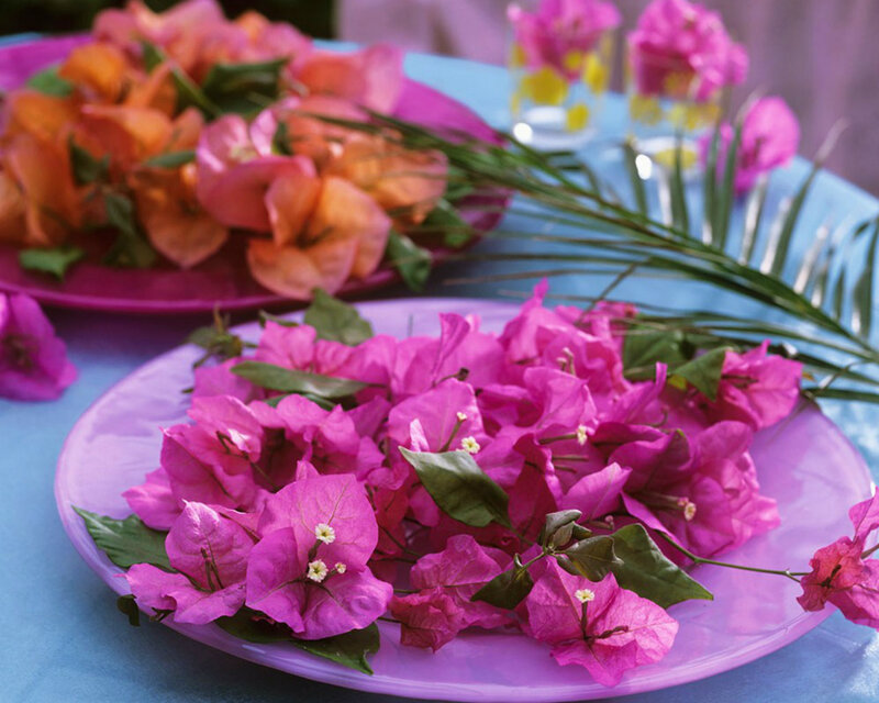 Pink Bougainvillea Flowers — Purple, Vibrant