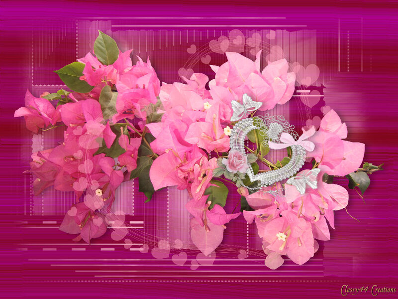 Pink Bougainvillea Flowers — Romantic